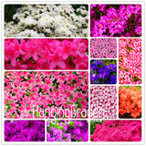 New Arrival! 100 Seeds A Bag Japanese azalea seeds,flower seeds tree seeds