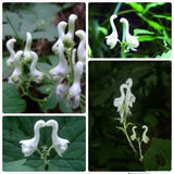 Hot Selling Home 100pcs Rare Swan Flowers Seeds Characteristics Flower seed