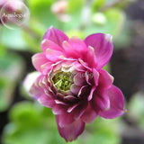 Rare Beautiful Mixed Garden Columbine Aquilegia Pink Bi color Black White P
