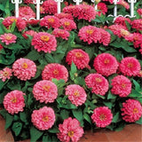 Dwarf zinnia flower seeds, zinnia mini 7colors mixed Bonsai potted flower