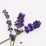 Lavender Potted Plant Seeds 100pcs Flower Seeds-in Bonsai from Home & Garde