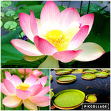 lotus seeds,lotus flower, plants aquatic plants aquatic water lily flowers