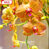 Best Selling!50seeds/bag Yellow Phalaenopsis Seeds Perennial Flowering Plan