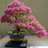 New Arrival 100% True Giant Azalea Seeds, 1 Professional Pack, 10 Seeds/Pac