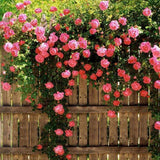 Flower seeds bonsai ClimbingRose flower seedling seed rose plants balcony b