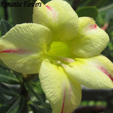 Desert Rose Seeds Balcony Potted Bonsai Plants Adenium Obesum Flower Seeds