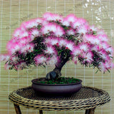 New arrival!20pcs/bag Albizia flower seeds,albizia julibrissin seeds,bonsai