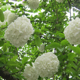 Elegant White Hydrangea Seeds Balcony Bonsai Viburnum Hydrangea Macrophylla