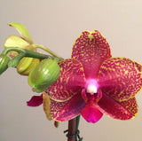 Flower seeds potted Compact Phalaenopsis Orchid seeds In Bloom WAXY flowers