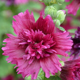 Sales promotion! hollyhock seeds, cheap flower seeds mixed color 50/lot Fre