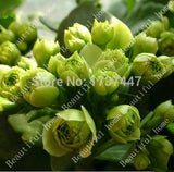 Free Shipping 240pcs 8kind Each 30pcs Kalanchoe flower seeds strange  beaut