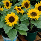 Flowers Fortune Sunflower Fortune Sunflower Seeds Flowers Seeds  Sun Fortun