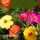 Big Sale!200 Seed/pack Mix Sun Flower Plant Seed Flower Balcony Garden Pott