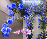 Chinese Flower Seeds , 200 PC blue Chinese rose seeds,Climbing Plants-in Bo