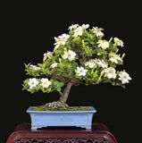 Flower seeds bonsai Cape Jasmine Seeds,Gardenia jasminoides fragrant Exoti