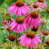 Echinacea 'Maui Sunshine' Coneflower Flower Seeds, 20 Seeds/Pack, Mini Powd