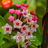 Loss Promotion!Green Hoya Seeds, Potted Seed, Hoya Carnosa Flower Seed Gard