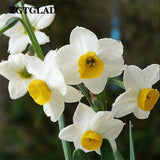 ZGTGLAD 400Pcs/lot Mixed Color Narcissus Duo Bulbs Daffodil Plant Flower Se