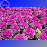 Kale Ornamental Brassica Oleracea Collard Winter Flowers, 30 Seeds, fire ho