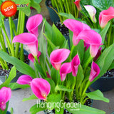 New Seeds 2017!100 pcs/Pack Rare Calla Lily Seeds,Rhizomes High Survival Ra