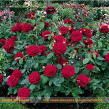 Garden flowers Seeds Pot Bonsai Rose Seed Professional Seedling floer Plant