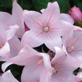 Flower seeds Pink platycodon grandiflorum six angle with bell garden decor