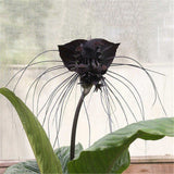 FD4208 new Bat Tacca Chantrieri Cat Whiskers Flower Seeds Garden Bonsai Pla