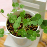 Clover seeds,small indoor flowers four leaf clover seed, lucky clover bonsa