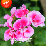 Hot Sale!20 PCS/Pack Rare Pink Butterfly Univalve Geranium Seeds Perennial