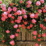 FLOWERS seeds Climbing Rose Seeds,  , Perennials , fence, pillar, shed gard