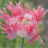 Hot ! 50pcs/lot Poppy 'Pink Fizz' Papaver rhoeas  flower seed beautiful bon