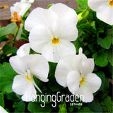 Big Sale! 100 PCS Pansy seeds Hanging Mixed Colors potted bonsai flower see