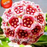 Sale!Hoya Seeds,Potted Hoya Carnosa Flower Seed Garden Plants Perennial Pla