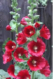 Bonsai seeds Hollyhock flower Mix Flower Seeds Perennial bonsai garden dec