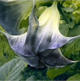 Mandala seeds Brugmansia datura seeds and rare flower seeds garden ornament