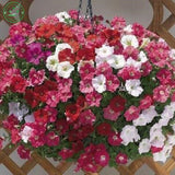 Bonsai plant Petunia flower Seeds   Perfect Flowers for hanging baskets and