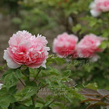 Hot Sale Creative DIY 50 Peony Flower Seeds Beautify their homes-in Bonsai