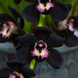 flower seed Black Cymbidium Seed Plants Black Orchid Flower Seeds Bonsai 30