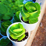 New arrival!200pcs rare Portulaca molokiniensis Seeds money wood tree Bonsa