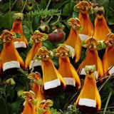 Calceolaria uniflora seeds 100pcs Aliens Flower seeds Garden DIY Bonsai Exo