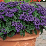 Heliotrope Seeds, Heliotropium Arborescens Rare bonsai flowers Perennial Fr