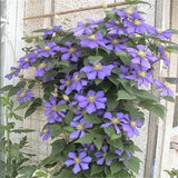 Easy planting balcony patio potted Flower seeds,clematis flowers,Clematis H