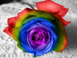 (Mix minimum order $5) 100 pcs Seeds Rare Holland Rainbow Rose,Flower Home