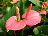 Hot Sale Rare Flower Seeds Pale Pink Anthurium Andraeanu Seeds Balcony Pott