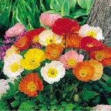 Flower seeds Iceland Poppy seeds Mix Pink Yellow Orange Rose White Cream an