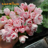 LAND MIRACLE Geranium Peach Pink Ball Flower Seeds, 5 Seeds, Bonsai Pelargo