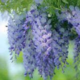 Wisteria seeds Outdoor plant seeds Bonsai Seeds wisteria purple flowers for