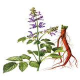 Salvia miltiorrhiza seeds Salvia miltiorrhiza potted flower seed   About 30