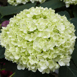 hydrangea flower seedling bonsai garden planting DIYgarden supplies flower