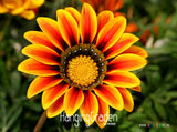 Big Sale!Gazania seeds multicolor mixed Seed beautiful gazania Flower seeds